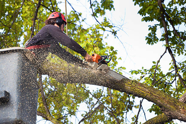 Best Tree Removal Near Me  in White Sands, NM